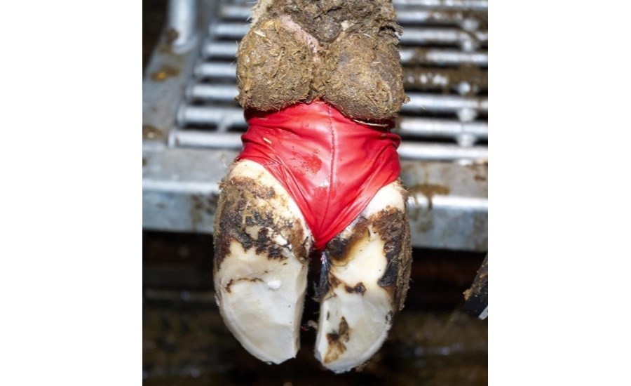 Чулок для копыта, – XL