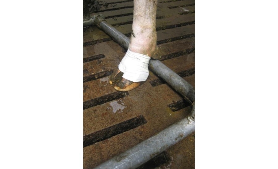 Чулок для копыта, – L